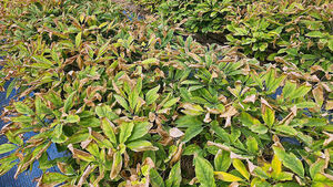 Extreme Heat Delivers Direct Blow to 1- and 2-Year-Old Ginseng