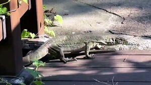 1-Meter-Long Lizard Spotted in Apartment Complex, Search Ongoing