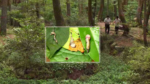 Stagnant Water Rots and Oxygen Drops... 'Endangered' Amphibians Begin Mass Mortality