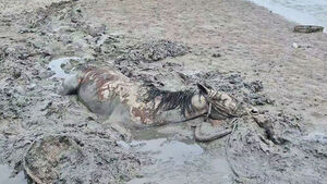 Horse Rescued After 40-Minute Ordeal Stuck in Tidal Flat