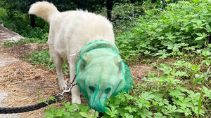 Even Dewormer Failed... The 'Method' That Blocked Ticks on Companion Dogs
