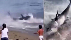 "It's a Shark!" Panic Erupts on Beach as Surprising Identity of Sea Creature is Revealed