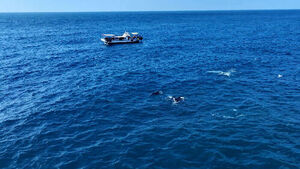 Approaching Within 25 Meters and Shouting "Wow"&hellip; Dolphins Crying Out Due to Noise