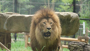 "Even Named Him 'Barami'&hellip;" 'Ribbed Lion' Dies at Zoo