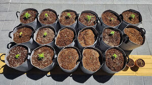 Two Cousins in Their 30s Arrested for Cultivating, Processing, and Distributing Marijuana in Rented Villas