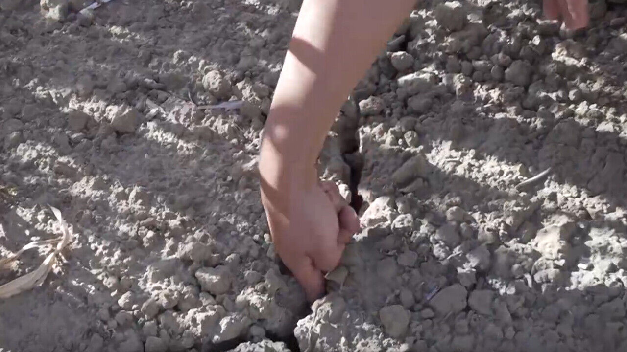 A cornfield in central France cracked open wide enough for two finger joints to fit inside