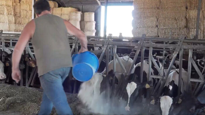 A livestock farm in France feeding fodder to cattle