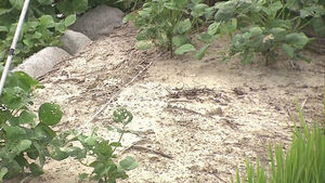 Reservoirs Bare and Cracked: Weed-Covered Land Amid Severe Drought