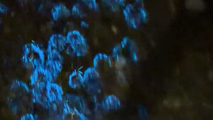 Blue Light with Every Step... The Aurora of the Night Sea