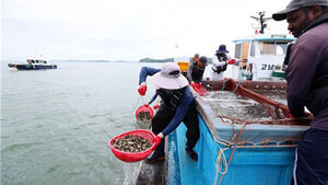 Preventing Mass Mortalities: Fish Farmers in Cheonsu Bay Release 2.67 Million Fish Amid High Water Temperatures