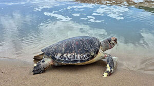 120 cm Sea Turtle Found on Yeongdeok Coast Identified as Endangered Green Turtle