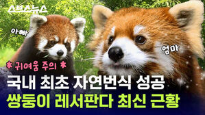 귀여움 주의 국내 최초 자연번식 성공 쌍둥이 레서판다 최신 근황
