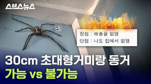 스브스뉴스 30cm 초대형거미랑 동거 가능 vs 불가능  장점: 해충을 없앰 단점: 나도 집에서 없앰