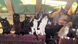 Shocking Discovery Inside Broken Boat: 60 Cats Rescued