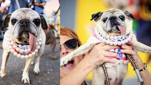 Abandoned Pug in Korea Wins US 'World's Ugliest Dog' Contest