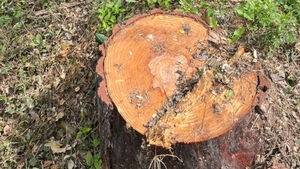 Nearly 100 Trees Die at Incheon Grand Park; Environmental Group Demands Investigation