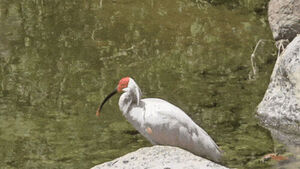 Natural Monument Crested Ibis Observed in Gwangneung Forest for the First Time