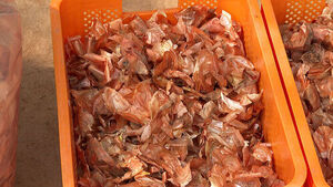 Traveling Nationwide, Found It at Home: The Transformation of Discarded Onion Peels