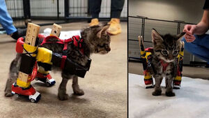 Turning Toys Into Mobility: A Special Wheelchair for a Kitten