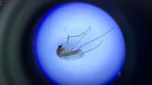 First Japanese Encephalitis Vector Mosquito of the Year Found in Suwon... No Virus Detected