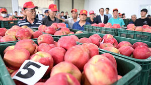 Geochang Apples, Having Endured Heatwave and Drought, Hit Market: Top Price Reaches 300,000 Won per 20kg Box