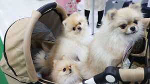 "Older Adults Living with Dogs Face 48% Lower Risk of Dementia"