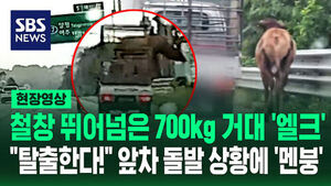 700kg Elk Jumps Over Truck Gate... Sudden Highway Panic