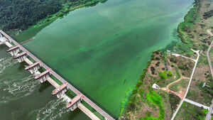 Nakdong River Turns Green... Harmful Blue-Green Algae Multiplies Nearly tenfold in a Week