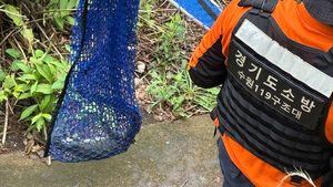 70cm Monitor Lizard Captured Near Gwanggyo After 11-Day Pursuit