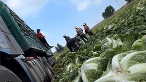 China Investigates Use of Carcinogen to Keep Napa Cabbies Fresh