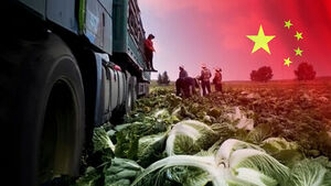 Carcinogenic Substance Used on Chinese Cabbages to Maintain Freshness... Distribution Paths Being Traced