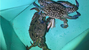 Catching Blue Crabs Legal, Conches Illegal on Jeju Beaches?
