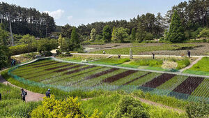 Paddy Fields as Giant Canvases: The Secret Behind Rice Art