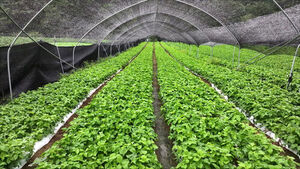 Radish and Cabbage Crops Suffer From Heat and Rain, Prompting Shift to Alternative Crops