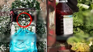 Dipped in a Mysterious Basin... The Shocking Reality of "Fresh" Chinese Cabbage