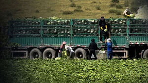 China Shaken by 'Carcinogen-Soaked' Cabbages&hellip; Were They Distributed to Korea?