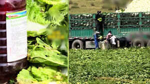 China Shaken by Cabbages Soaked in Carcinogen... Were They Distributed to South Korea?