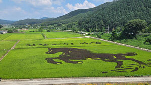 Breathtaking 'Red Hare' Paddy Art Unfolds in Goesan Fields
