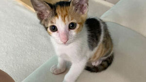 Foreigner in 20s Booked for Throwing Four Kittens Out of 5th-Floor Window of Gimhae Villa