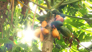 Mangoes Grown in Tokyo? Rising Temperatures Bring Unique Agricultural Shift
