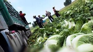 China Detains 3 People Over 'Formaldehyde Cabbage' Scandal