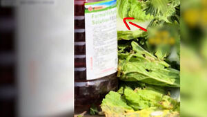Formaldehyde Tests on Chinese Napa Cabbage Show All Recent Imports Negative