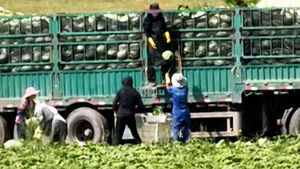 Formaldehyde Tests on Chinese Cabbage: All 8 Recent Imports Test Negative