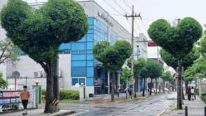 Heart-Shaped Haircuts for Trees Spark Debate: "Bizarre" vs. Tree Experts' Warnings