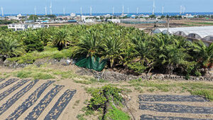 "Why a Palm Tree Farm?"... Questions Linger Despite Low Possibility of Crime