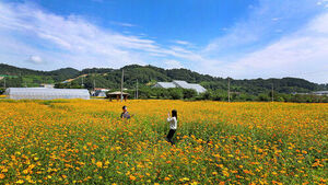Orange Yellow Cosmos Blossoms Paint the Banks of the Dongjin River