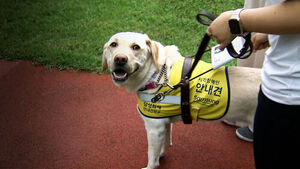 33 Years of Being the Eyes of the Visually Impaired... What About AI Robot Guide Dogs?