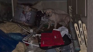 Man Leaves Dozens of Dogs in Garbage-Filled Home: "I Want to Live Ordinarily"
