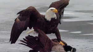 Is This the 'Eagle Defeating Canada'? White House Faces Embarrassment After Posting Mocking Meme