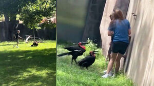 Emergency at Zoo as Child Enters Enclosure, Escapes with Ladder